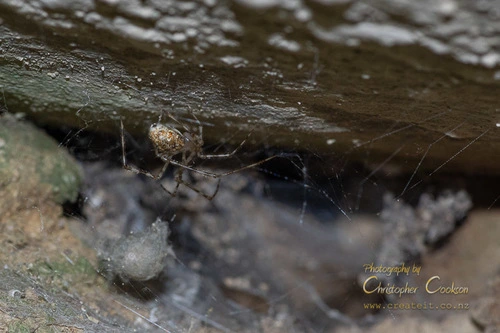 White porch spider
