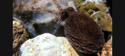 Māori Octopus