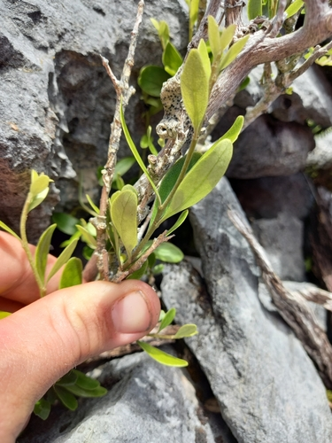 Melicytus obovatus
