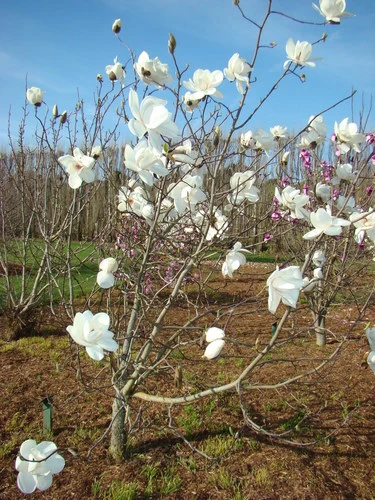 Magnolia ‘David Clulow’