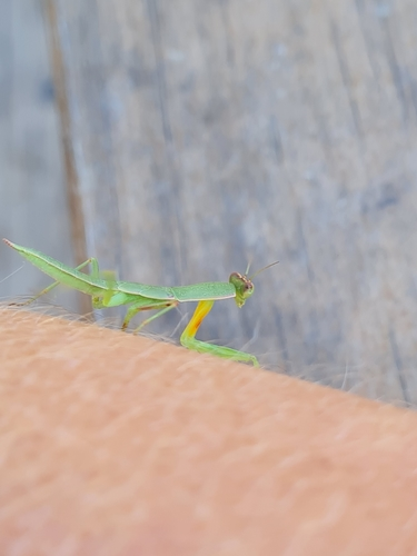 New Zealand Mantis