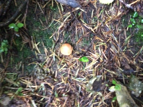 Orange mushroom