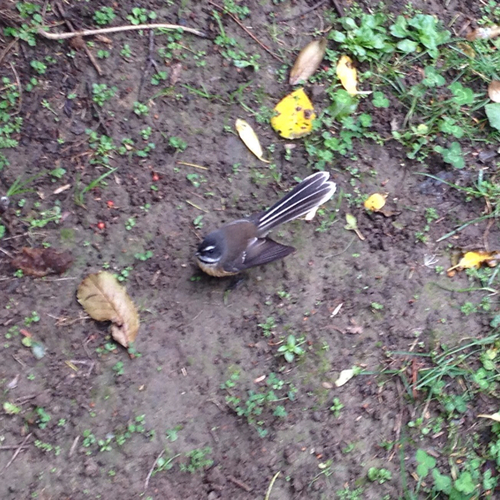 South Island Fantail