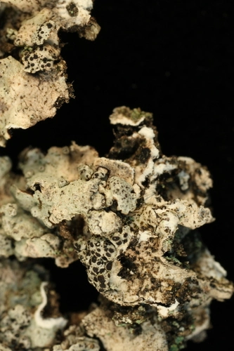 Nesolechia oxyspora