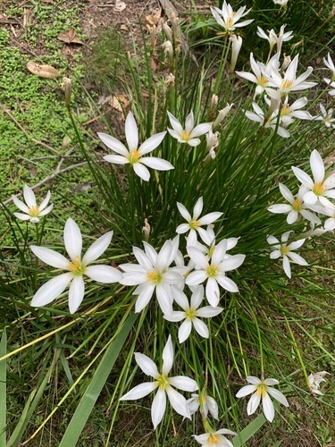 White rain-lily