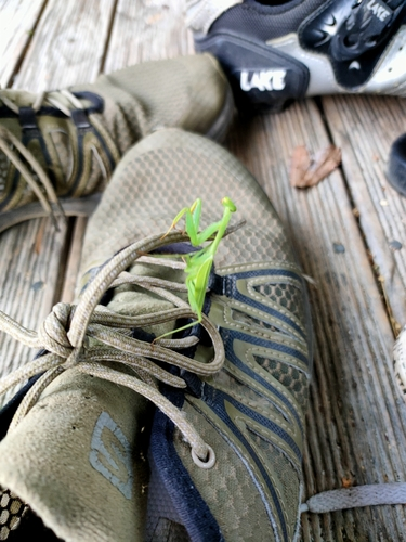 South African Mantis
