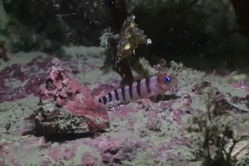 Blue-Eyed Triplefin