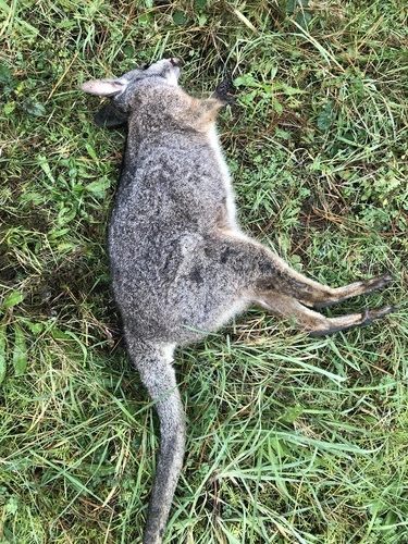 Tammar Wallaby