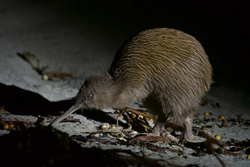 Stewart Island Brown Kiwi