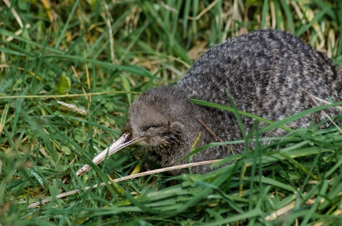 Little Spotted Kiwi