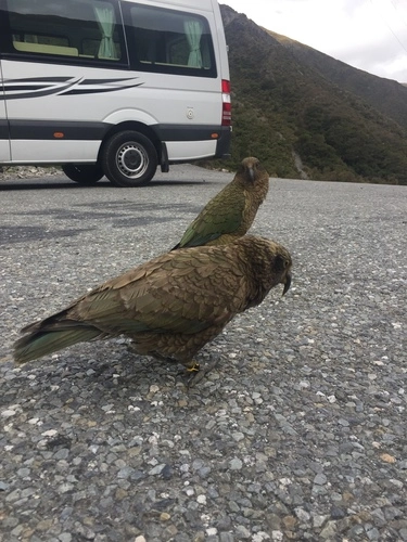 Kea