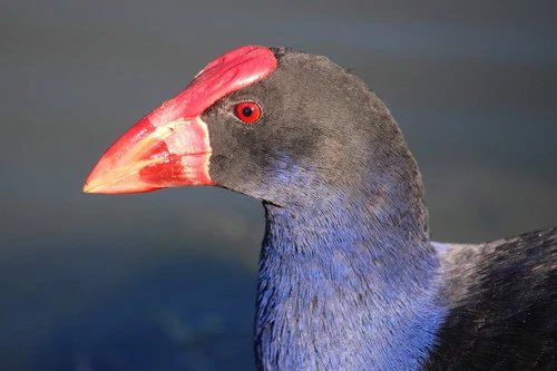 Pukeko