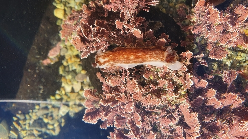 Variable Nudibranch