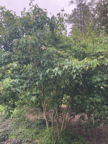 Staphylea