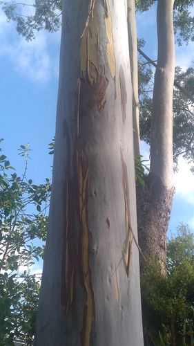 eucalyptus