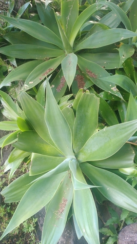Swan-neck Agave