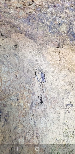 Auckland cave wētā
