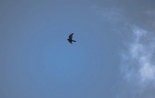 New Zealand Falcon (NZ falcon)