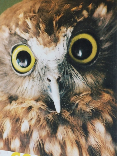Morepork