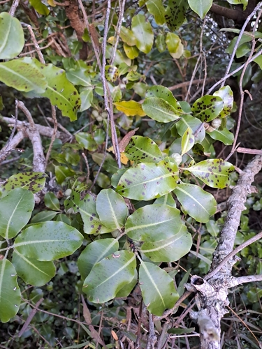 Rautāwhiri