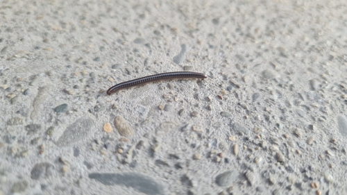 Round-backed Millipedes