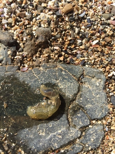 Bristle Cage Worm