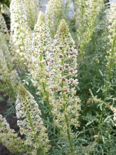 white mignonette