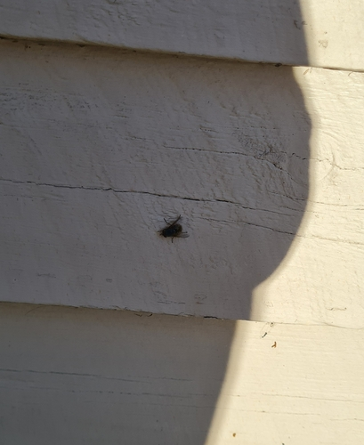 Calyptrate Flies