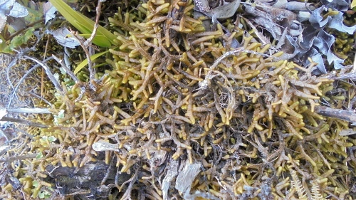 Porella elegantula