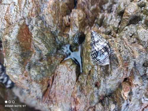 Red-mouthed Whelk