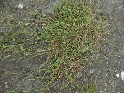 Creeping bent