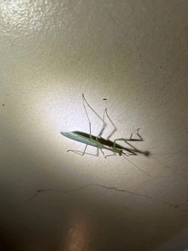 South African Mantis