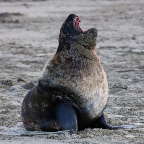 New Zealand Sea Lion