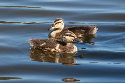 Mallard