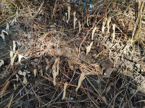 wrinkled club fungus