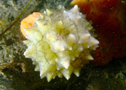 Variolipallium cerebroides