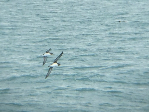 Hutton's Shearwater