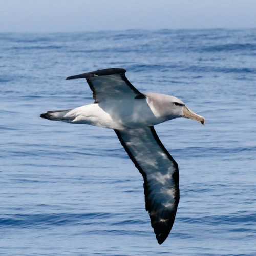 Salvin's Albatross