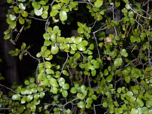 New Zealand Black Beech