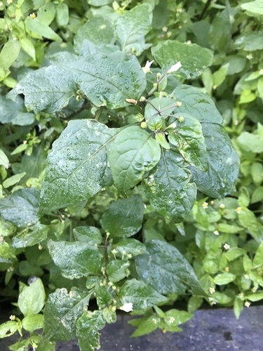 black nightshade