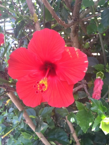 Tricolor Hibiscus