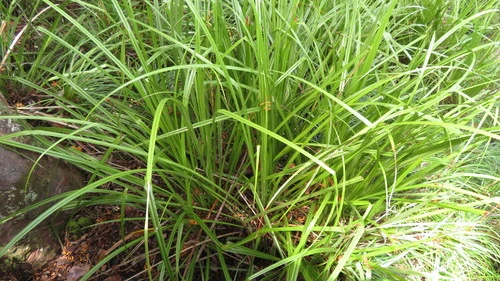 Kauri Grass