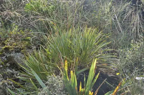 Spaniard grass