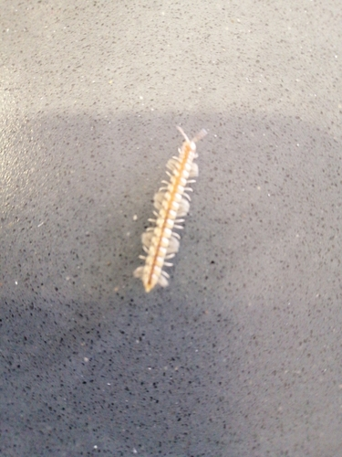 Flat-backed Millipedes