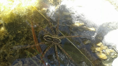 Dolomedes dondalei