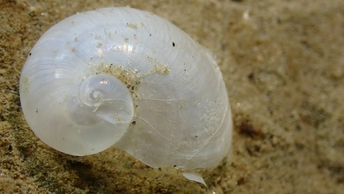 Variolipallium cerebroides