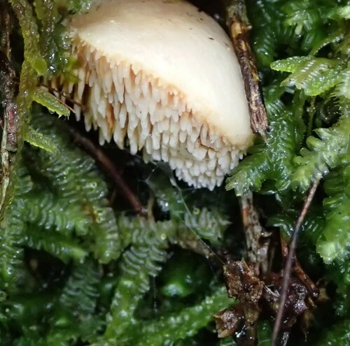 Hedgehog Mushrooms