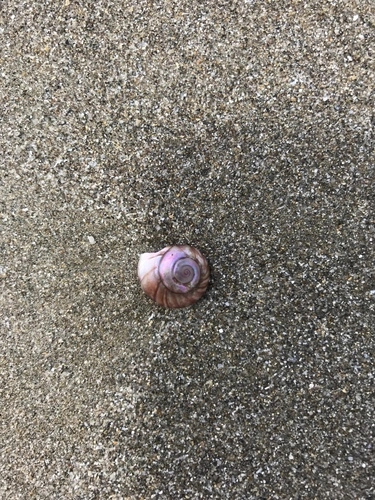 Wheel Shell