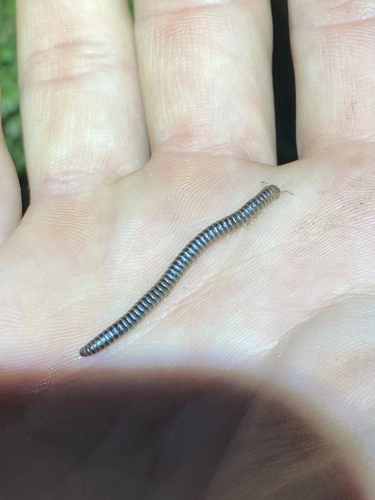 Round-backed Millipedes