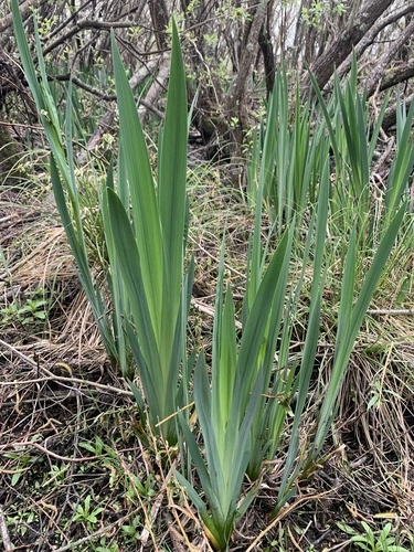黃菖蒲 (黃花鳶尾)